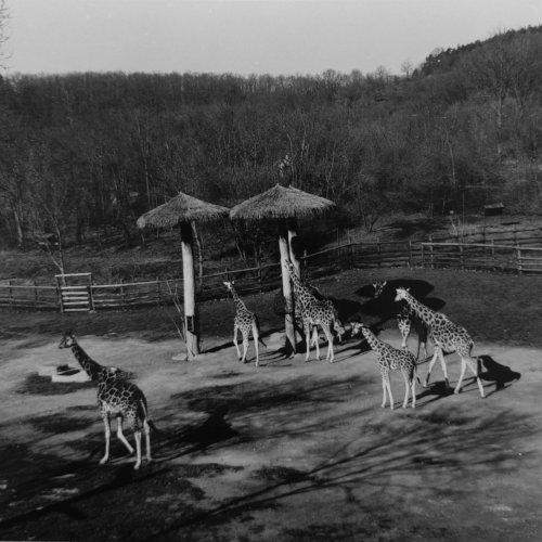 Giraffes, Prague ZOO, Czech Republic